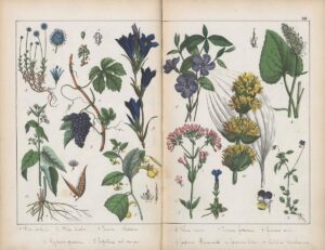 Quelle: Naturgeschichte des Pflanzenreichs in Bildern, 
Stuttgart und Esslingen, Verlag von Schreiber & Schill, 1854